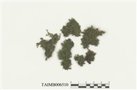 藏品(耳葉蘚屬)的圖片